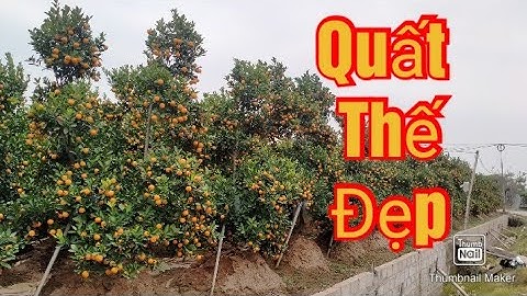 quất thế đẹp, quất tết 2021 - 2022 quat canh