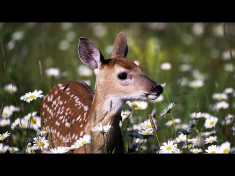 Skeptical Theism -
