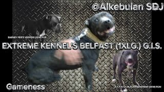Extreme Kennels Belfast 1Xlg.g.i.s