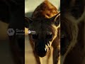 Cartel Boss Walk Through Mexico (Cinematic AI Scene)