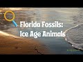 Sjcpls online event florida fossils  ice age animals 08252022