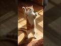 cat 😺 dance #cutecat #cat #viral