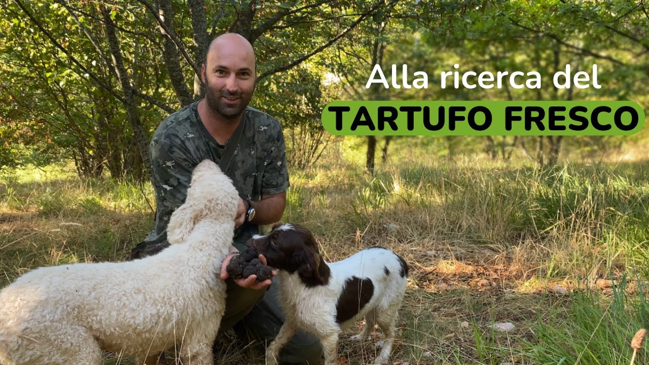La raccolta del tartufo fresco