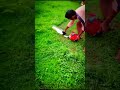 Amazing Grass Harvesting Electric Hedge Trimmer Machine