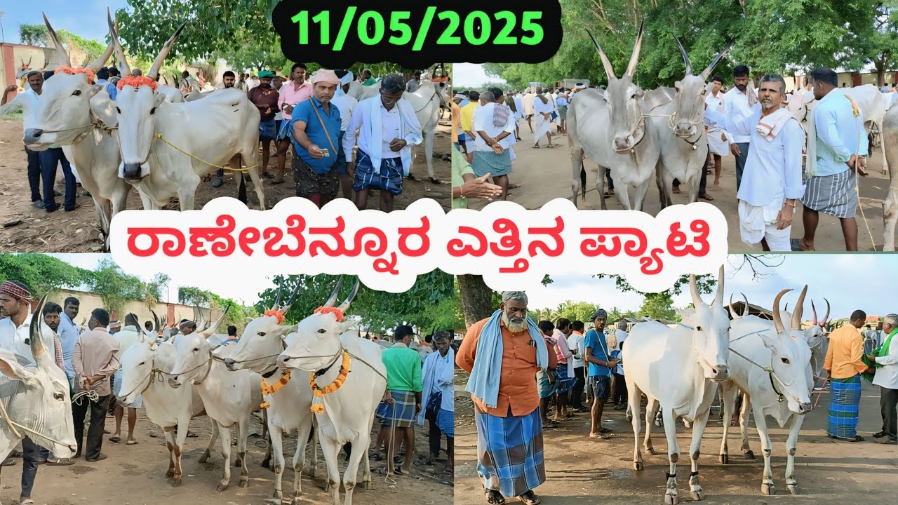 Ranebennuru Bulls Market || ರಾಣೇಬೆನ್ನೂರ ಎತ್ತಿನ ಪ್ಯಾಟಿ || ಪ್ರತಿ ಭಾನುವಾರ ಬೆಳಿಗ್ಗೆ 6ಕ್ಕೆ #cattlemarket