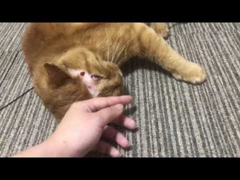 たけしの甘え方