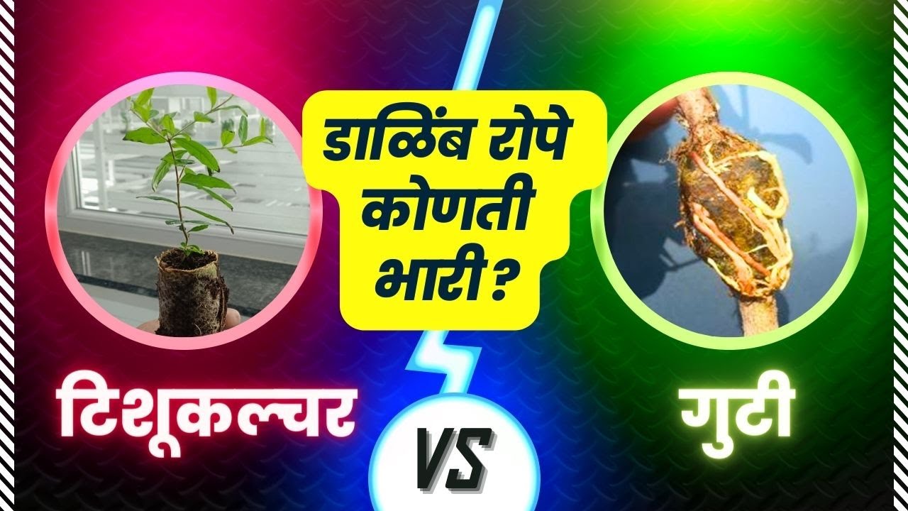 प्रश्न क्रमांक 83 - डाळिंब रोपे कोणती भारी टिशुकल्चर की गुटी  @BTGore