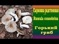 Горький гриб. Сыроежка родственная - Russula consobrina