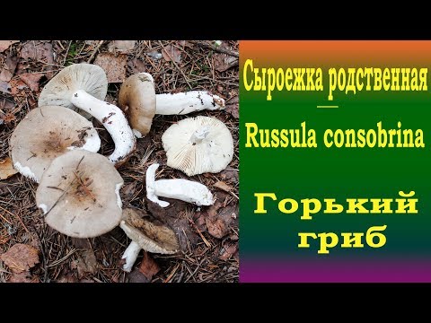 Video: Ako Variť Huby Russula