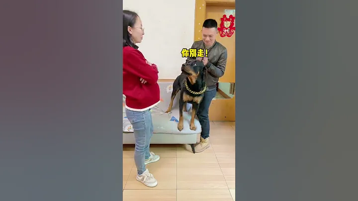 你們要的鬆手來了！就服狗狗一坨這收放自如的演技😂#狗狗 #向威和一坨 #搞笑 #羅威納 #不養狗不知道養狗的樂趣 - 天天要聞