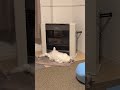 春なのにストーブから離れられない猫#ねこ #cat #shorts