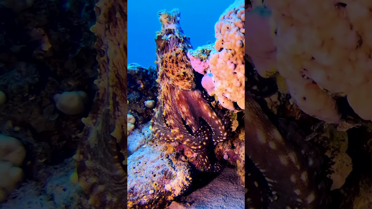 Giant Wild Tropical Octopus Hunts Prey On Coral