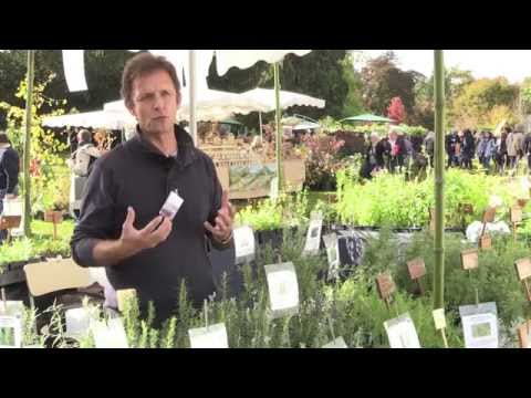 Vidéo: Conseils pour faire pousser des plantes de romarin