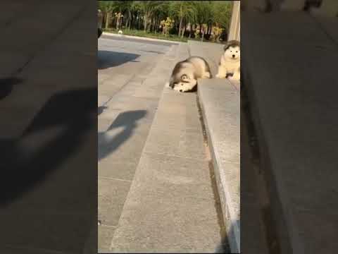 귀요미 삼총사 #shorts #쇼츠
