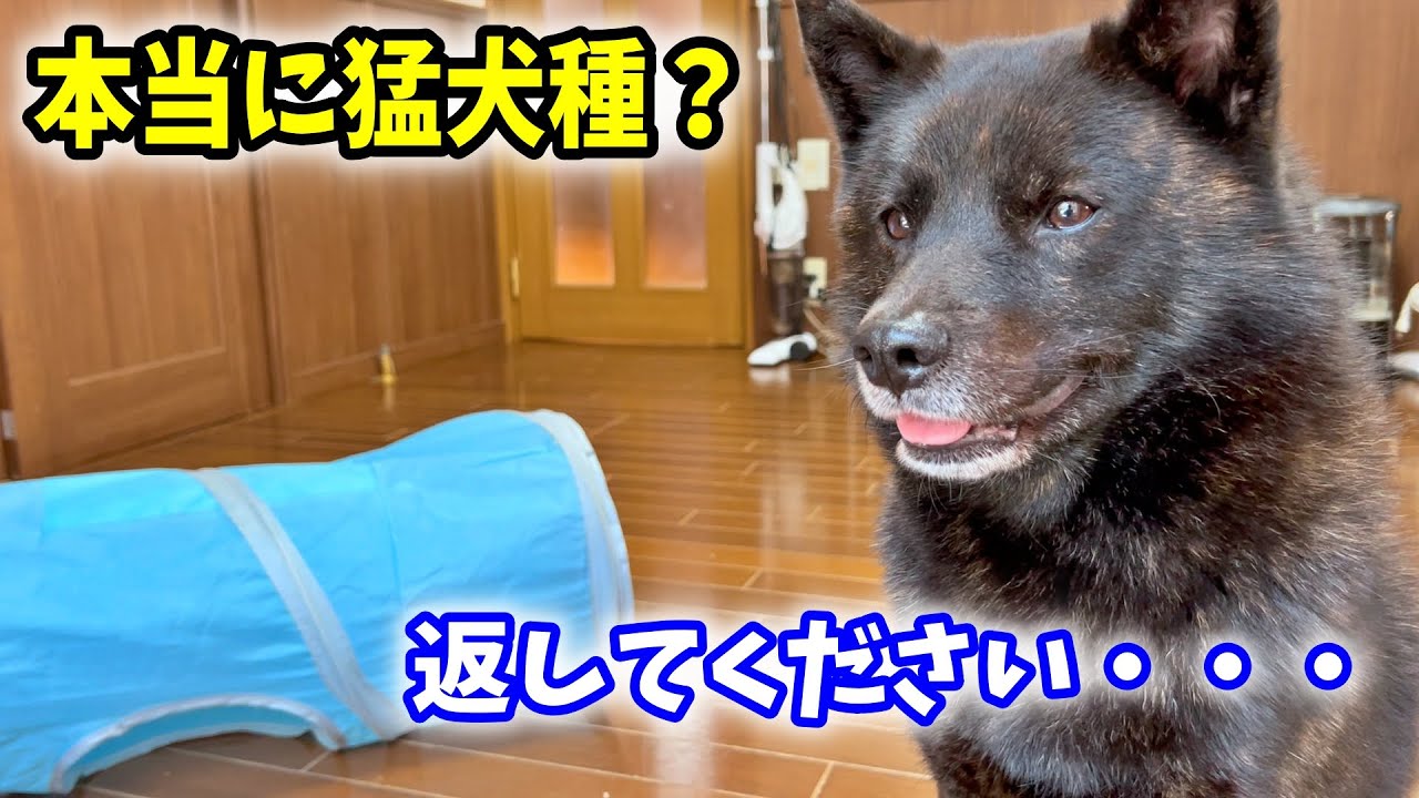 気性が荒いはずの甲斐犬からオモチャを奪ったらこうなった Youtube