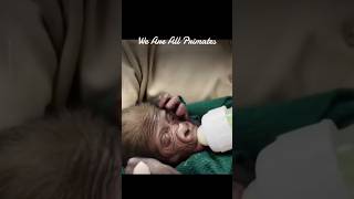 We All Primates #education #biology #darwin #evolution #Apes #monkey #baby #antropology