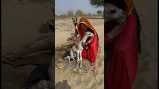 Salute To The Courage Of A Brave Desert Woman Who Helped Deliver The Camel With Ease.