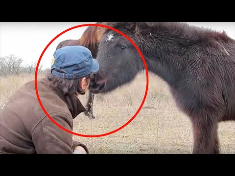 Мужчина спас дикую лошадь, которая попала в ловушку. смотри как он тебя благодарил