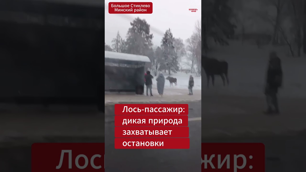 🫎 Жители Большого Стиклево заметили на остановке необычного «пассажира»