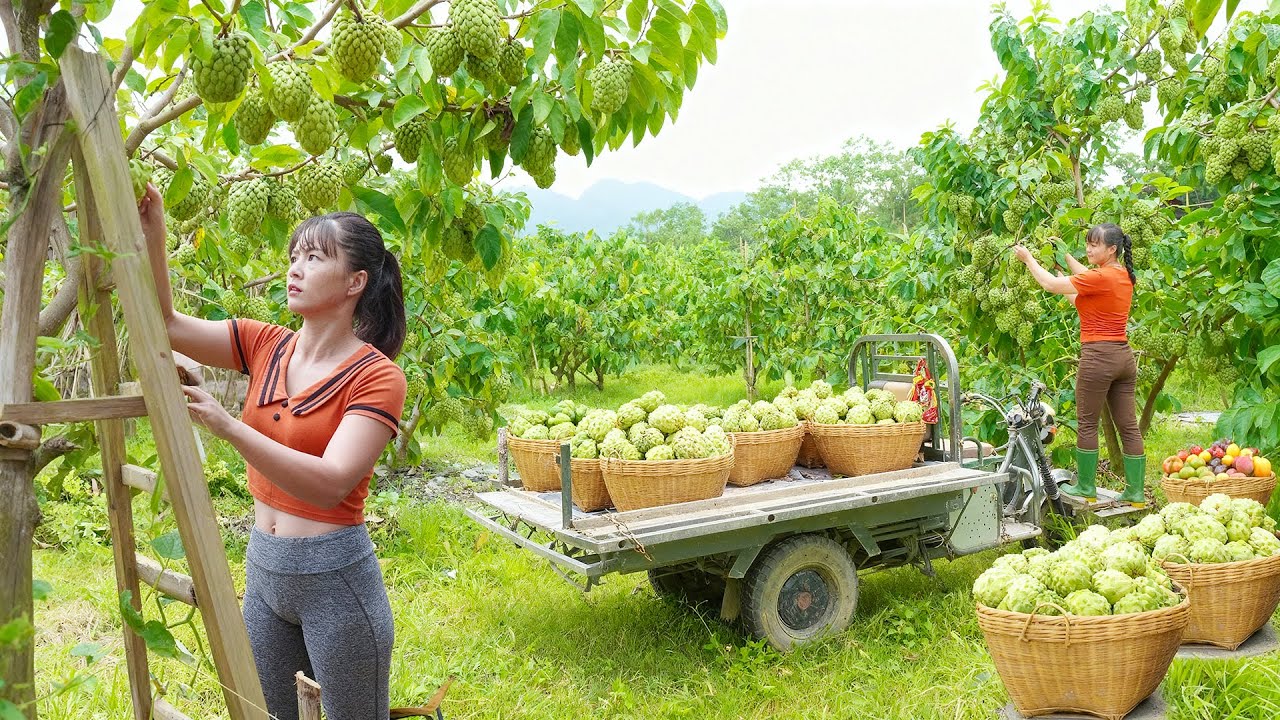Harvesting 1000+ Custard Apple, Use 3 Wheeled Truck Transport Custard Apple Go To Market Sell