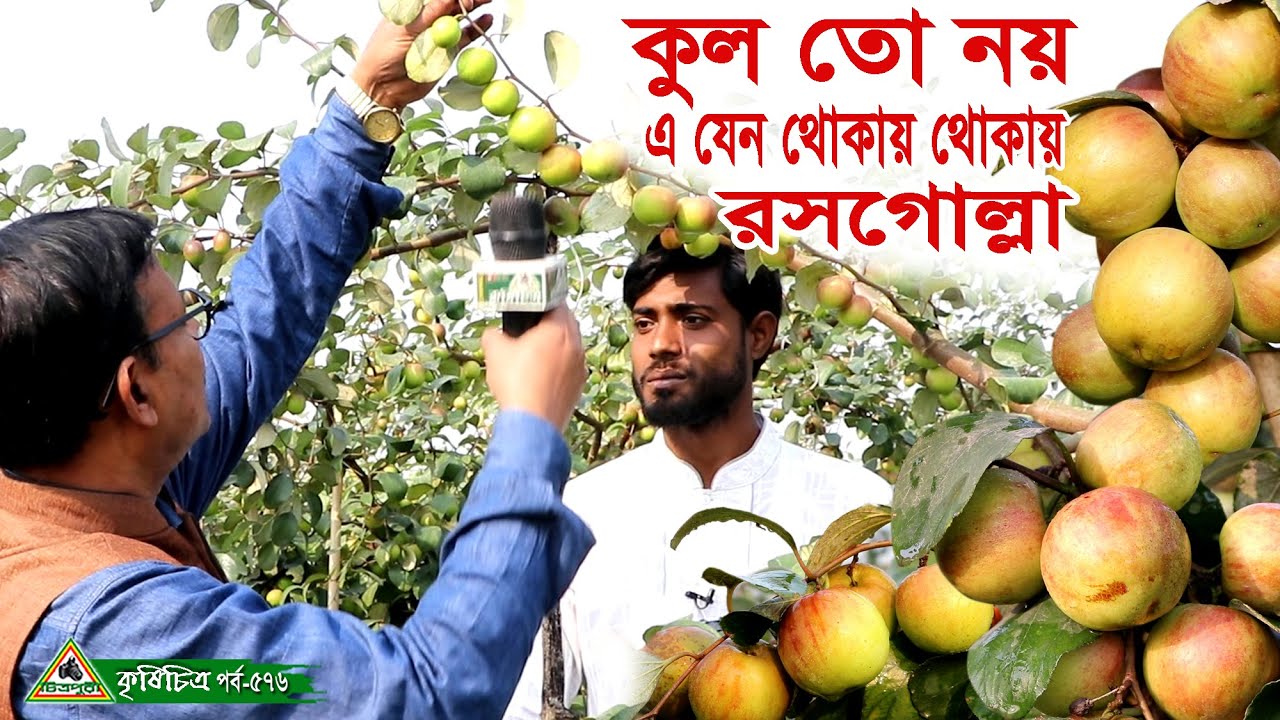 বল সুন্দরী কুল চাষ করেই ভাগ্যের চাকা ঘুরে গেল মেহেরপুর মুজিব নগরের তরুণ উদ্যোক্তা নাসিরের। চিত্রপুরী