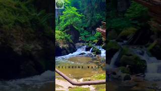 Enchanted Forest Stream🌿 #Shorts#NatureBeauty#PeacefulNature
