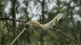 Butterfly On A Black Boy