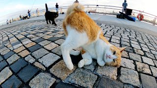 猫「お魚が釣れるまで遊んでやるニャン！」