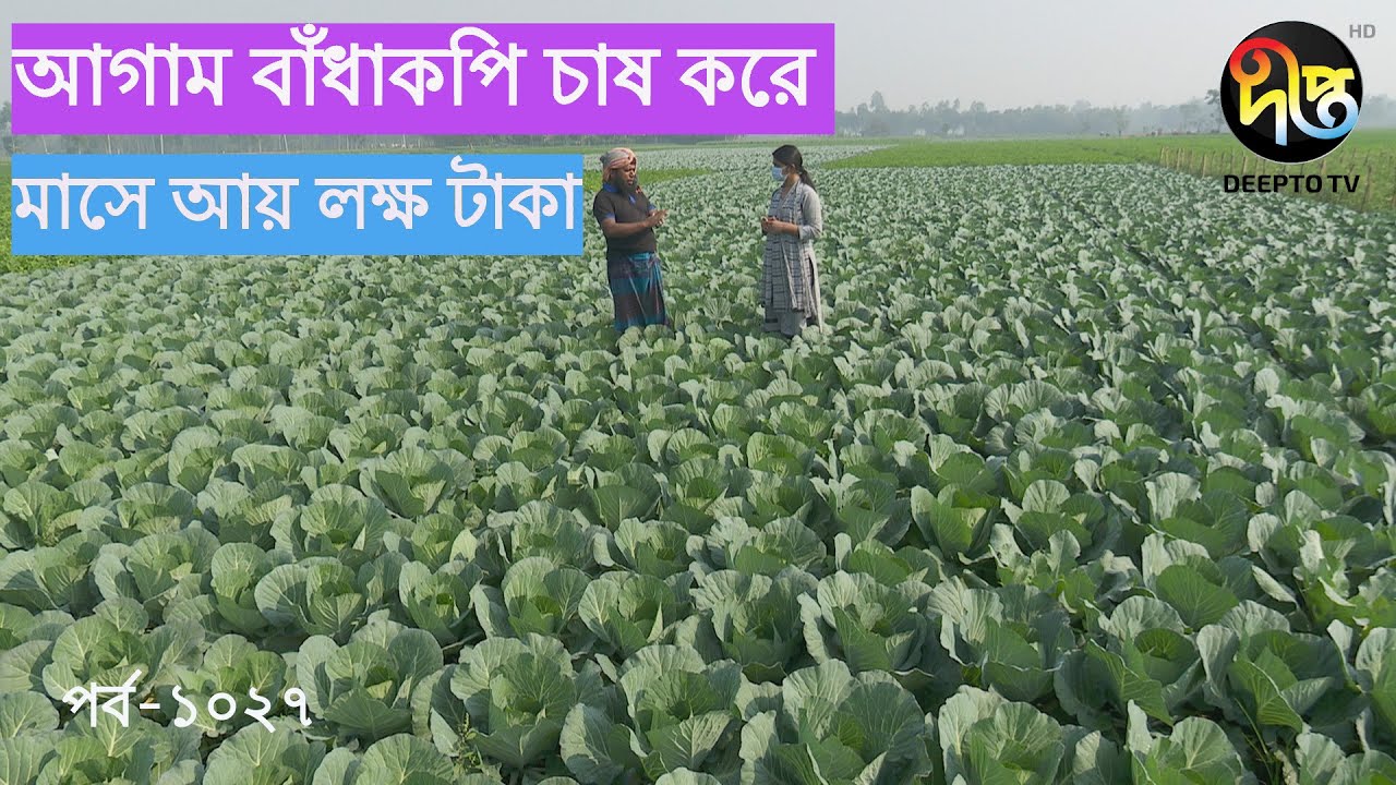 Deepto Krishi/দীপ্ত কৃষি - আগাম বাঁধাকপি চাষ করে মাসে আয় লক্ষ টাকা | দিনাজপুর | deepto tv