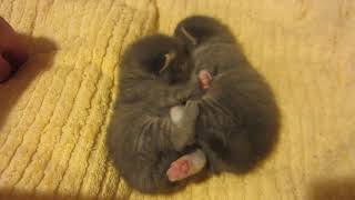 Kitten Power Nap by Mr. Spork's Hands 553 views 3 years ago 19 seconds