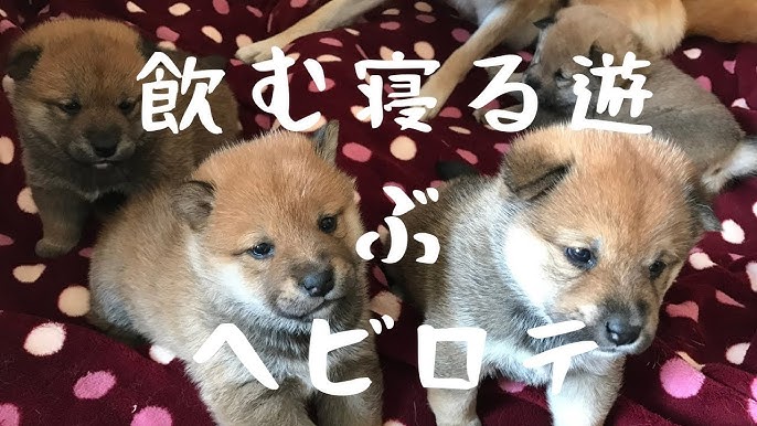 前ならえ をする豆柴犬子犬が可愛い Shiba Inu Has A Cute Pose To Raise His Hand Youtube