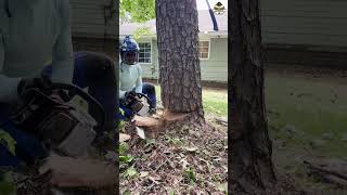 Famous Removing dead pine tree 🌲 #fyp #shorts #youtubeshorts Wealth