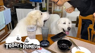 アイス作戦でルンルンとアランの気を引く息子（格下）　Great Pyrenees　グレートピレニーズ