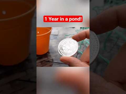 Shipwreck Silver Britannias: A Year in the Pond! #shorts