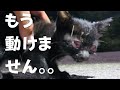 【子猫救出】親猫とはぐれて林道で動けなくなった子猫。@taipi 【切り抜き】