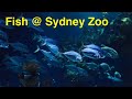 Fish | Sydney Zoo | Bungarribee | Sydney | NSW | Australia