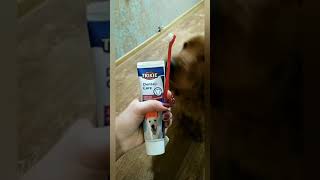 Как чистить зубы собаке ? Английский Кокер-Спаниель.
