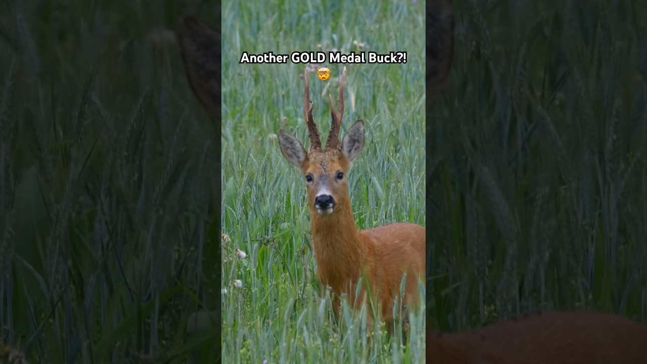 Another GOLD MEDAL ROEBUCK?! 😅😍 