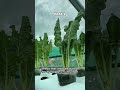 32 Hydroponic system and spinach growing #spinach #7361329996134403374