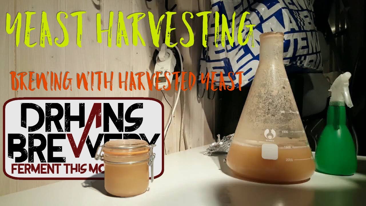 Yeast harvesting Brewing beer with harvested yeast YouTube