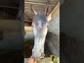 مقدادي عشق الخيل جمال الخيل خيل خيل Salem المقدادي شير اربد عروس الشمال ربيع مشاركه متابعه لايك 