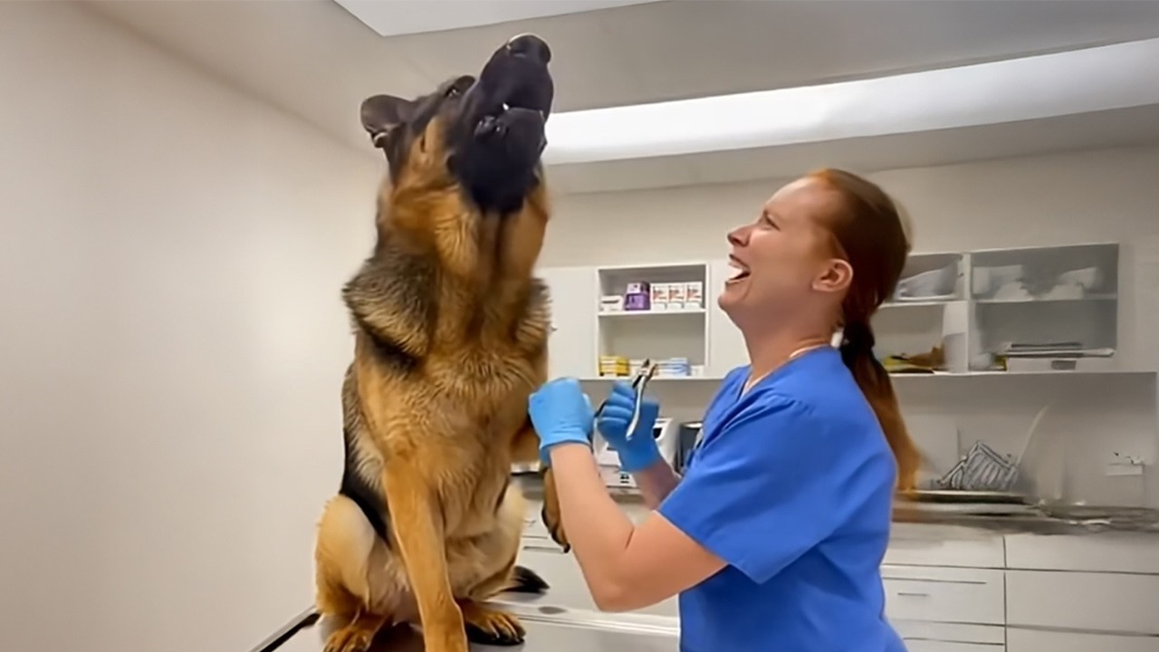 Funny Dogs Facing the Vet in the Most RIDICULOUS Ways! 🤣