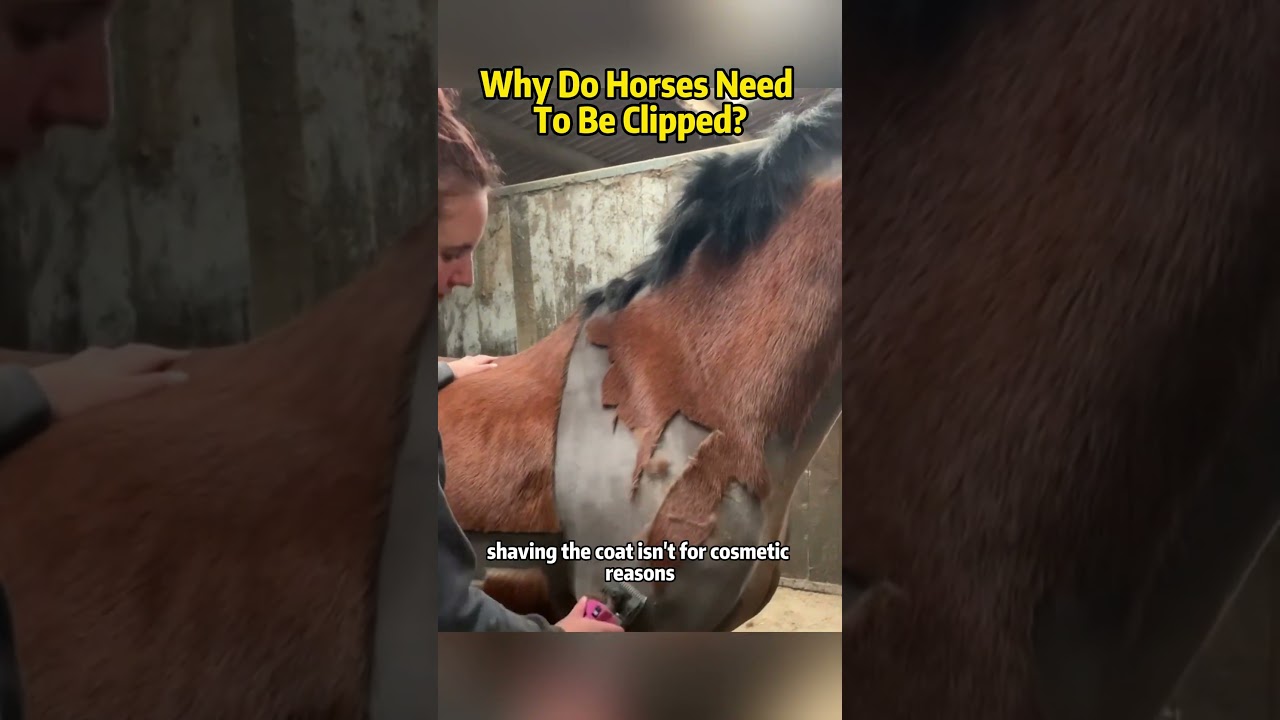 why do horses need to be clipped?