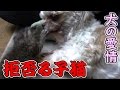 【第16話】犬の愛情を断る子猫!小さい身体で精一杯の拒否(面白い&可愛い子猫)
