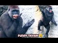 Tayari dances with jumps and claps🤪🤣😆💦塔莉邊跳邊拍手跳舞