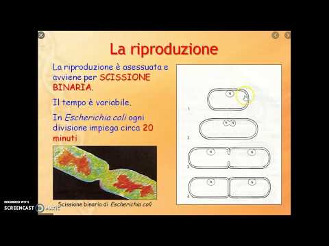 BATTERI : COME SI RIPRODUCONO E PERCHè FORMANO LE SPORE