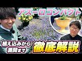 【春ガーデニング】アズーロコンパクトの生育過程とお手入れ方法を解説します!