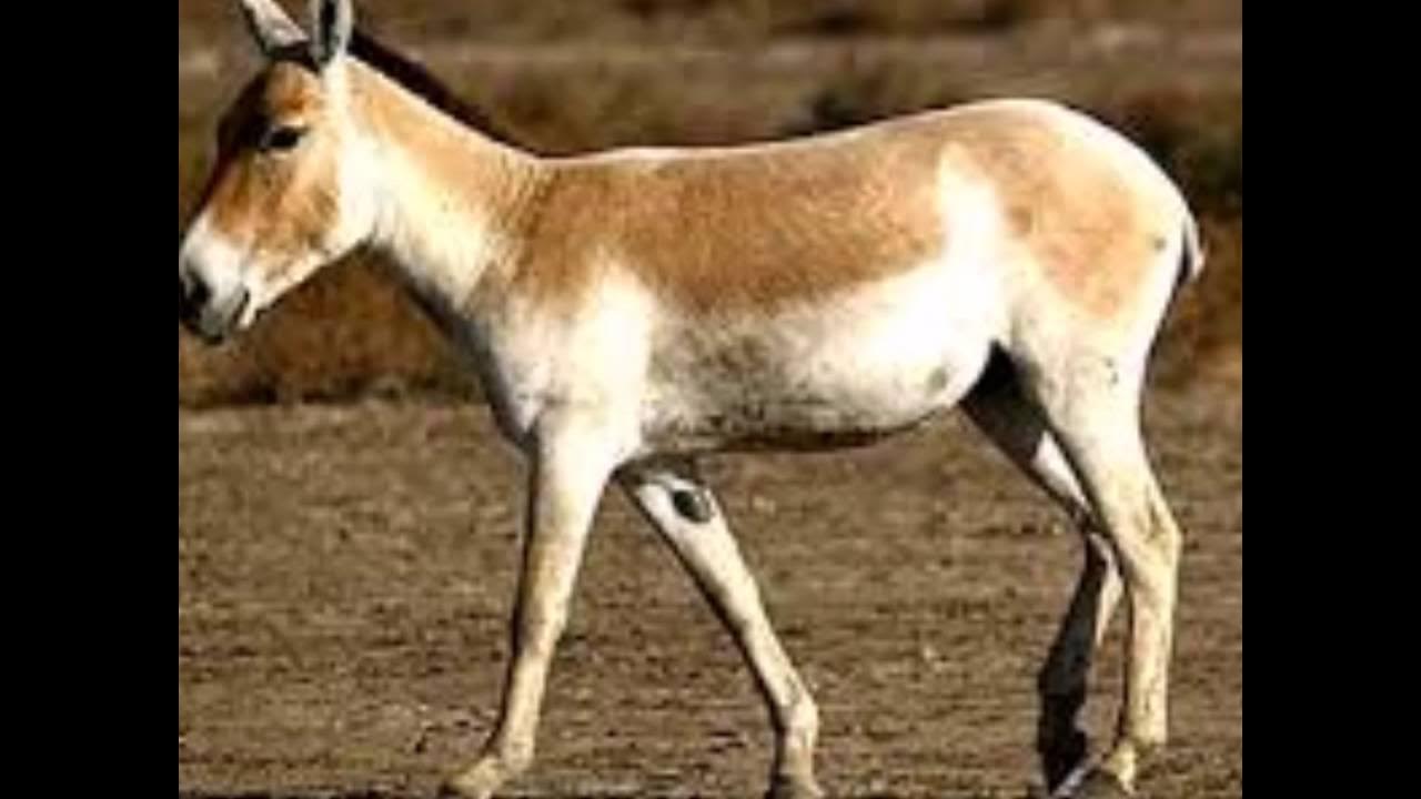 Дикий осел сканворд 5. Кулан (Equus hemionus). Осел Кулан. Дикий осел Кулан. Монгольский Кулан.