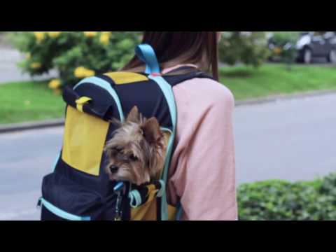 Video: Cómo hacer una cama de perro maleta