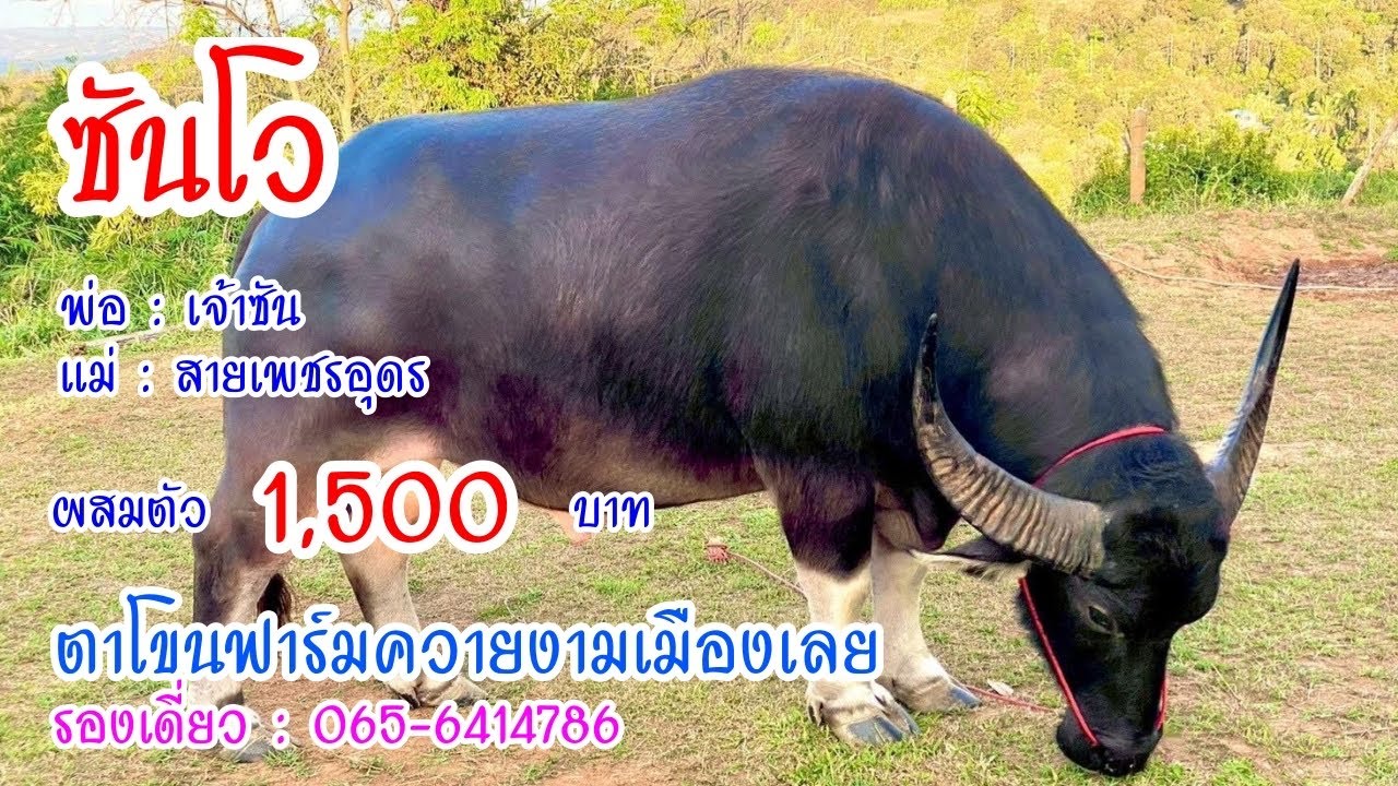 ซันโว เปิดผสมจริง 1,500 บาท รองเดี่ยว : 065-6414786 ตาโขนฟาร์มควายงามเมืองเลย